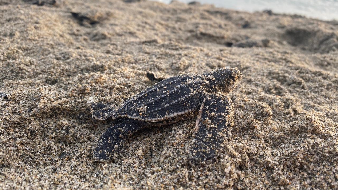 Nacimiento Tortuga Laud en playa